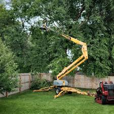 Professional Tree Removal and Landscaping Services in Carterville, MO